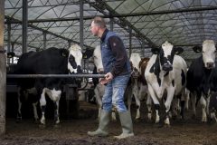 De koeien mogen de wei in 1