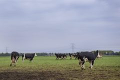 Koeien in de wei 41