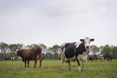 Koeien in de wei 34