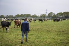 Koeien in de wei 33