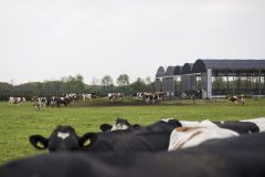 Koeien in de wei 14