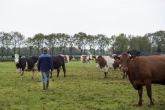 Koeien in de wei 7