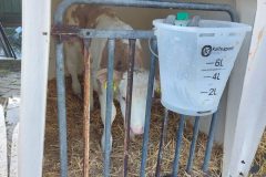Inra 95 kalf 1