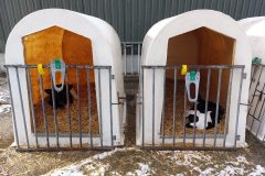 2 Kalveriglo's met kalfjes erin