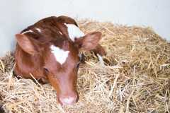 Rood kalfje in kalveriglo