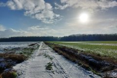 Het koeienpad en de bosrand