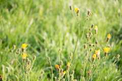 Paardenbloemen