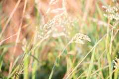 Wild gras