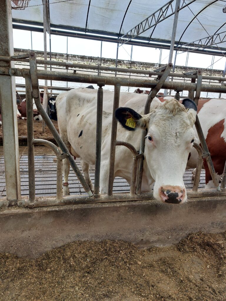 Holstein-Friesian.