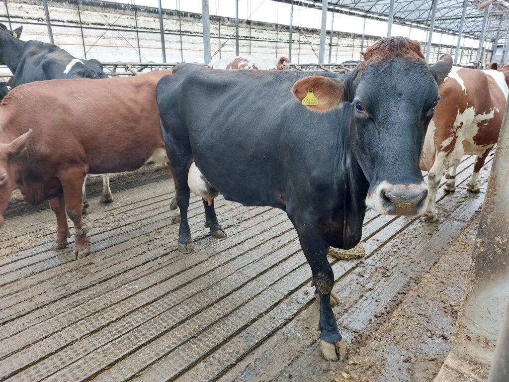 Brown-Swiss koe 4.