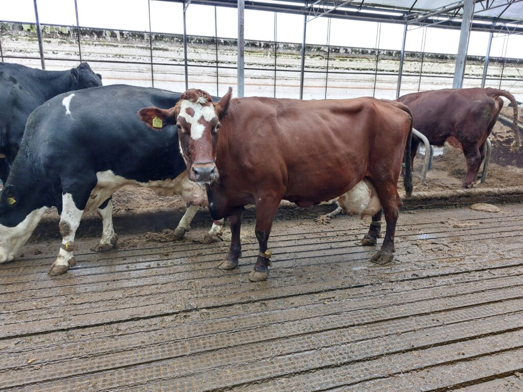 Roos, 1000 liter gegeven, 11 jaar oud 1.