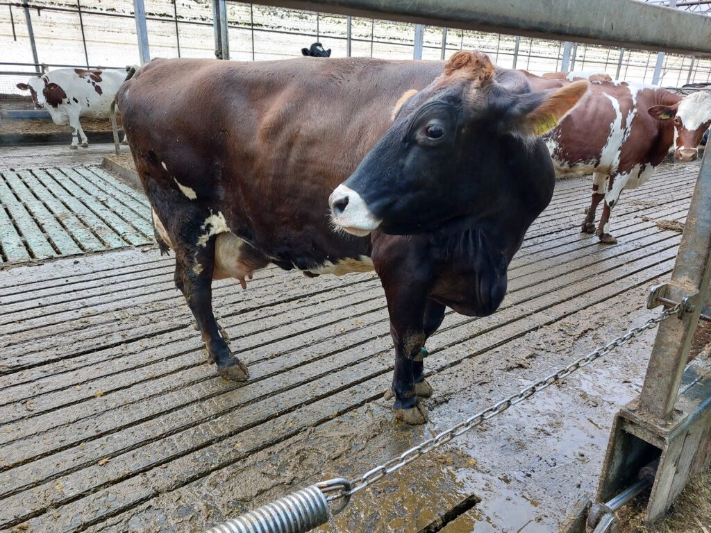 Brown-Swiss koe 3.
