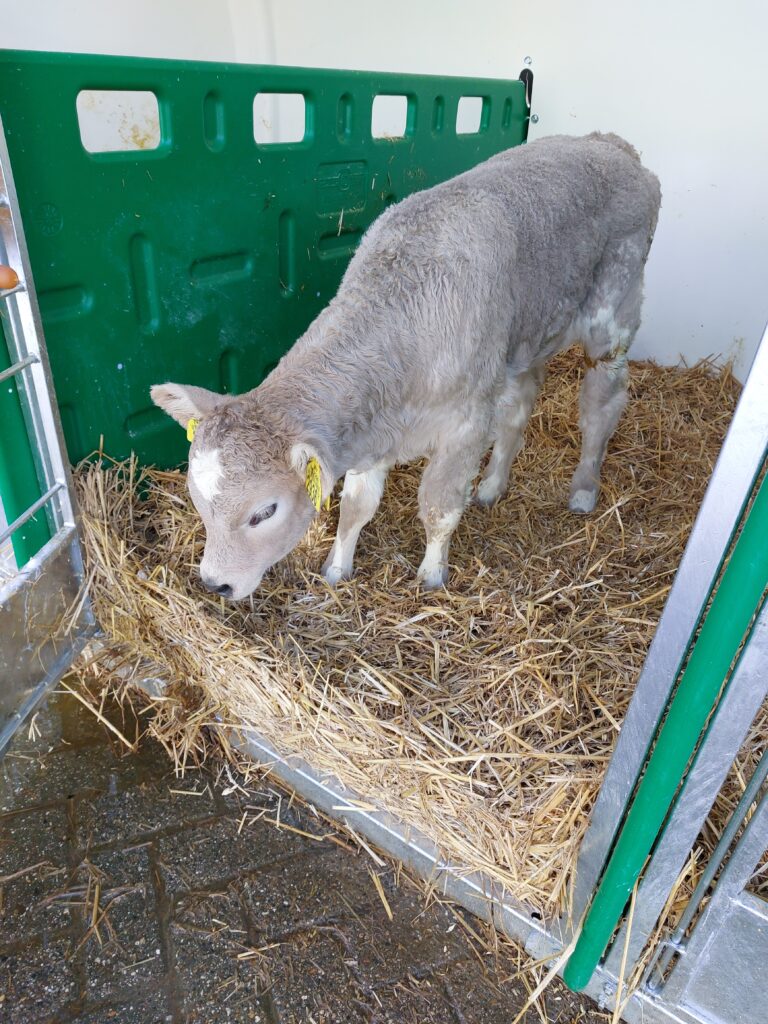 Inra 95 kalf 2.