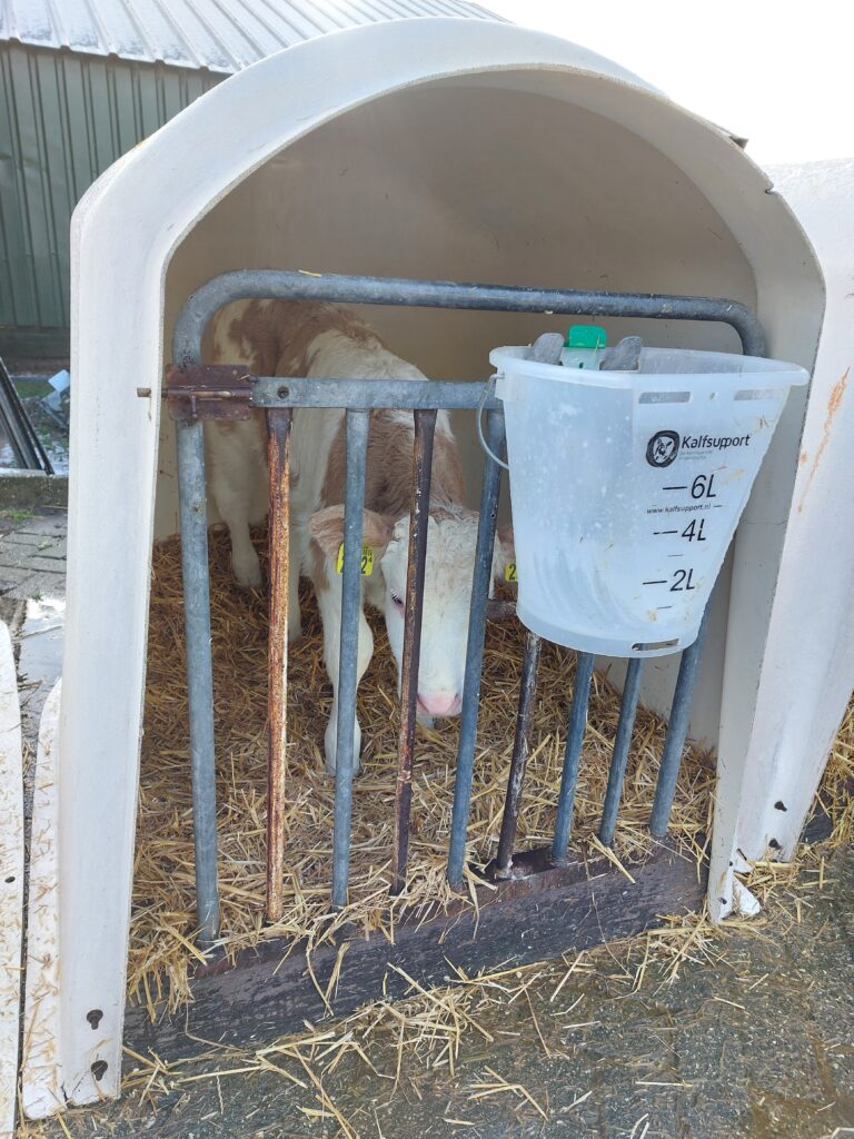 Inra 95 kalf 1.