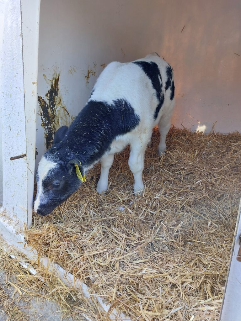 Belgisch witblauw kalfje.