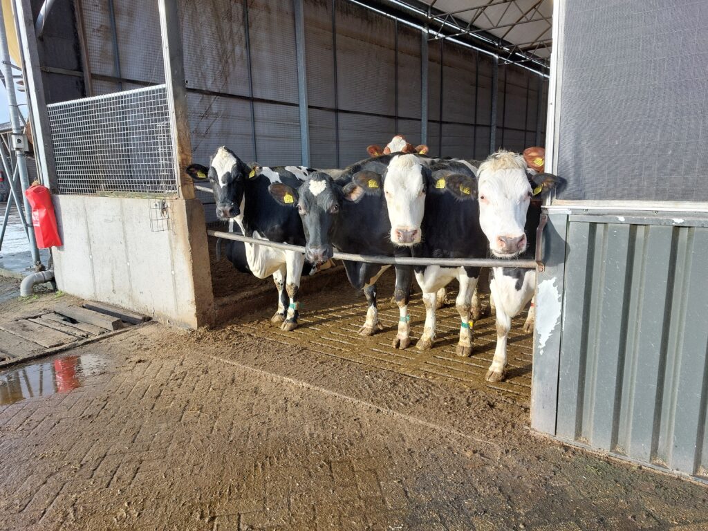 4 koeien kijken naar de camera 1.